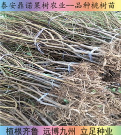 陕西7-5油蟠桃苗 早熟优质桃树苗品种的直销优势与种植指南