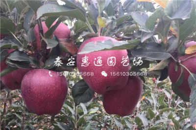 陕西耐冻树苗价格稳中有升，农户青睐优质种苗