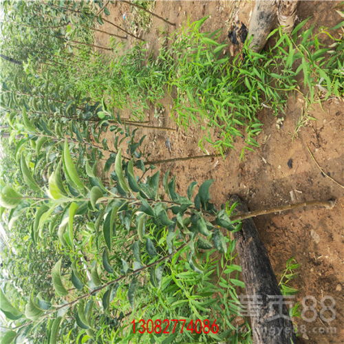 陕西维纳斯苹果苗 优质种苗的批发与种植指南