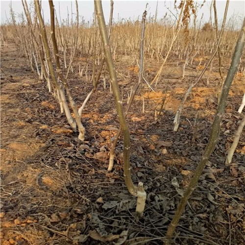 香玲核桃苗在陕西的种植效益分析