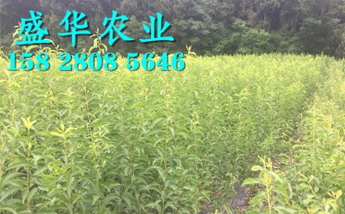 陕西脆红李苗基地直销 汉中、安康、商洛、宝鸡等地区树苗价格与种植优势