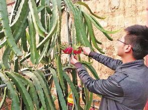 借力杨凌双交会，南果北种成陕西种苗新宠