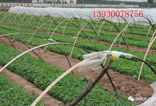 陕西辣椒种苗供应与产品收购服务
