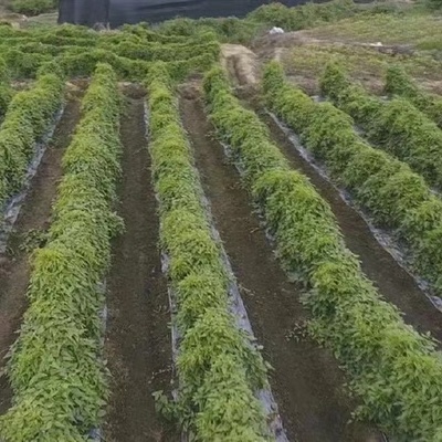 陕西汉中汉台区成功引进鲢鱼新品种长丰鲢鱼 推动水产养殖产业升级