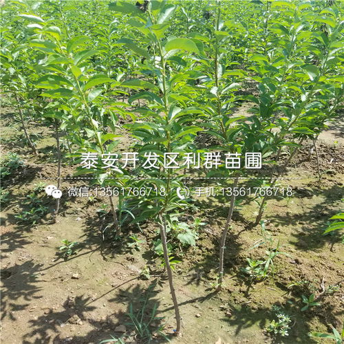 2018年陕西地区五月脆李子树苗价格行情分析