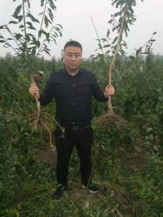 李子树苗的整地与开沟技术——以陕西种苗为例