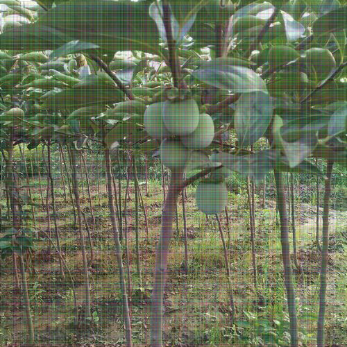 8公分柿子树 果个大适应性强，陕西种苗的优选品种