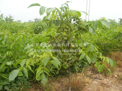 重庆与陕西种苗产业发展对比与展望