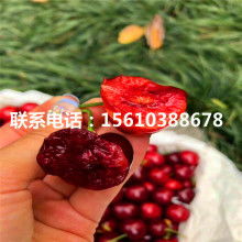 陕西芦苇苗与芦苇种苗 湿地生态与经济发展的绿色纽带