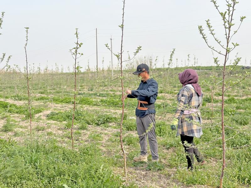 陕西苹果种苗何以“安家”乌兹别克斯坦