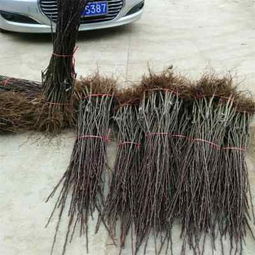 陕西种苗 哈尔滨红香酥梨树苗品种齐全，助力果农丰收