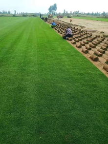 陕西姬扩建 优质精品种苗，全力打造陕西草坪之乡