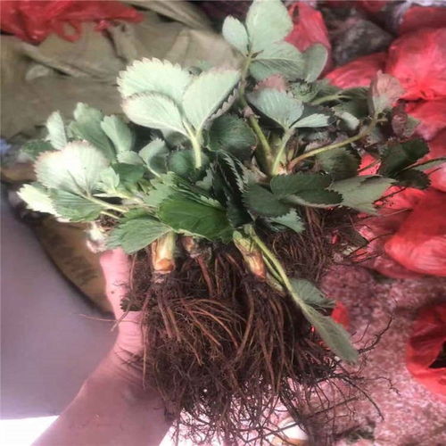 陕西省越丽草莓苗报价表