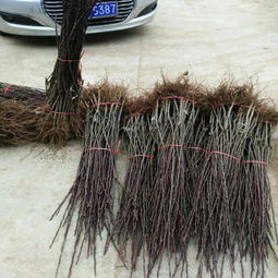 金川雪梨树苗批发市场拓展唐山渠道 陕西种苗助力北方农业升级