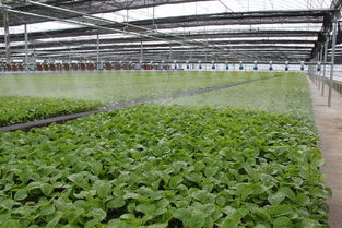 河北平泉与陕西种苗 生态合作新篇章