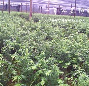 广西与陕西苗木种苗产业对比与发展前景探析