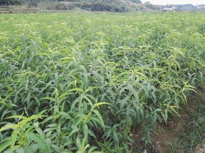 重庆黄桃苗货源价格解析及陕西种苗市场对比