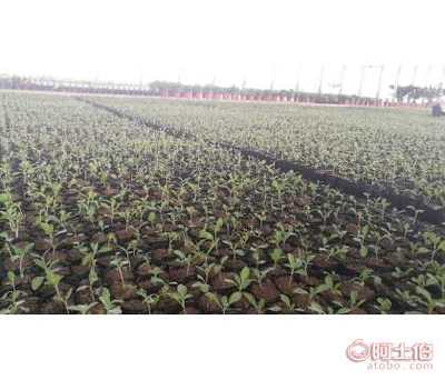 陕西柳叶马鞭草种苗杯苗容器苗供应详析
