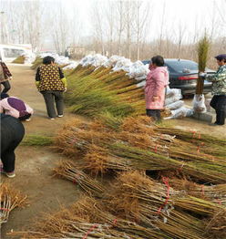 陕西种苗与天津培育 5年生超红珠油桃苗的优选之路