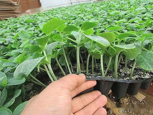 陕西种苗，技能成才——我校在中职技能大赛中再创佳绩