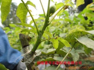 杨凌嘉丰农业科技 陕西种苗产业中的多元化发展之路