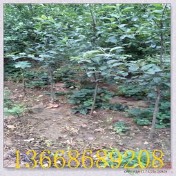 扬州嫁接苹果树苗 优质种苗助力陕西果业高效采摘与产业发展