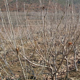 江西嫁接樱桃苗 优质大樱桃树苗批发基地的跨区域合作——以陕西种苗为例