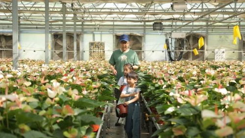 守护绿水青山，探秘陕西苗木繁育的绿色奇迹