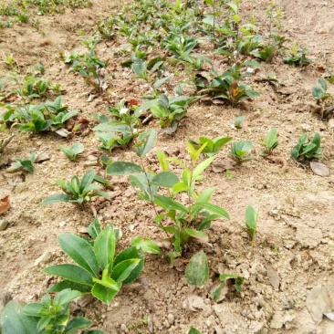 陕西商洛柞水县苍术种苗产业分析 高性价比与道地产区的双重优势