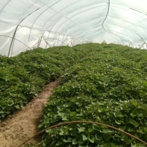 陕西秦薯苗 黄土高原上的金色希望与种业新篇