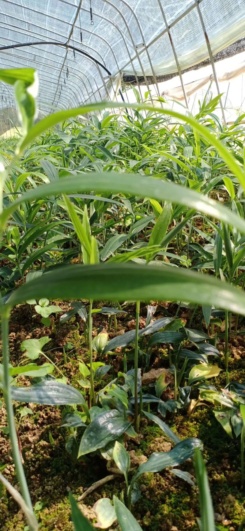 陕西秦岭黄精种苗产业 地理优势与种植前景