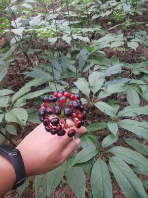 陕西省竹节参回收加工重楼白芨种苗基地种植什么品种赚钱