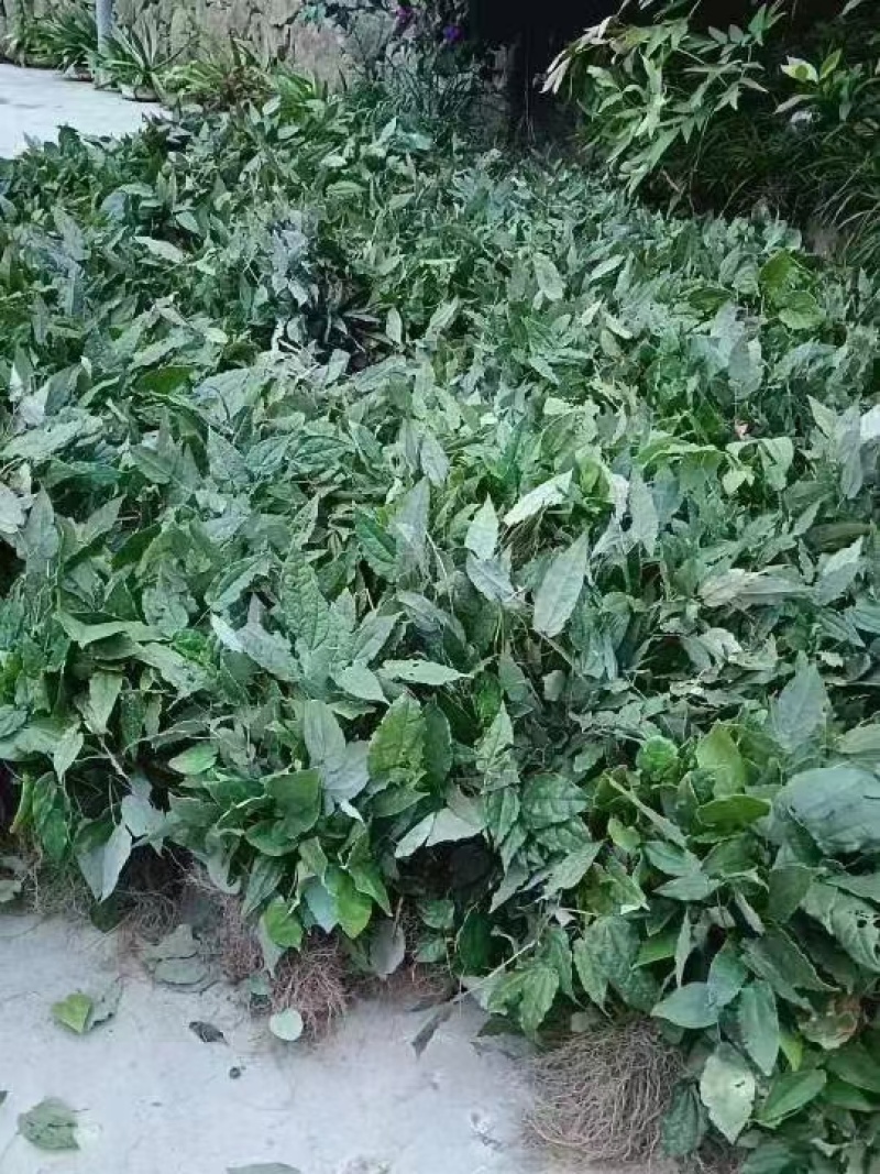 [淫羊藿种苗批发]陕西安康岚皋县淫羊藿种苗 0.80元/棵陕西省 _ 一亩