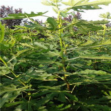  佛山市南海区西樵百达隆工艺拼花厂 主营 不锈钢马赛克 陶瓷