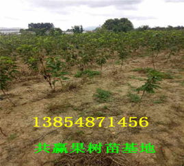 湖南怀化车厘子樱桃树苗才卖多少钱 主产区 送货价格