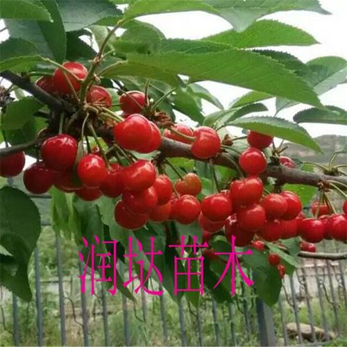 陕西陕西基地2公分樱桃树苗到位价格及种植指南