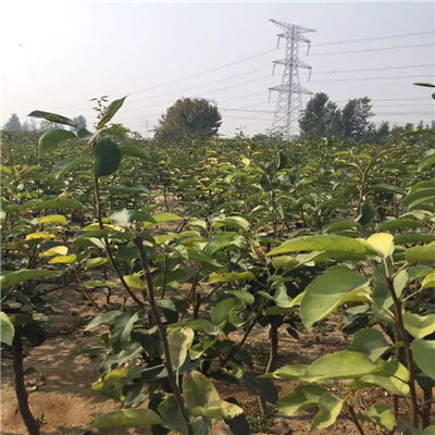 金秋梨树苗批发价格与求购指南——聚焦陕西种苗市场