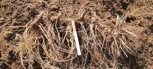 陕西商洛镇安县精品苍术种苗批发，助力中药材产业发展