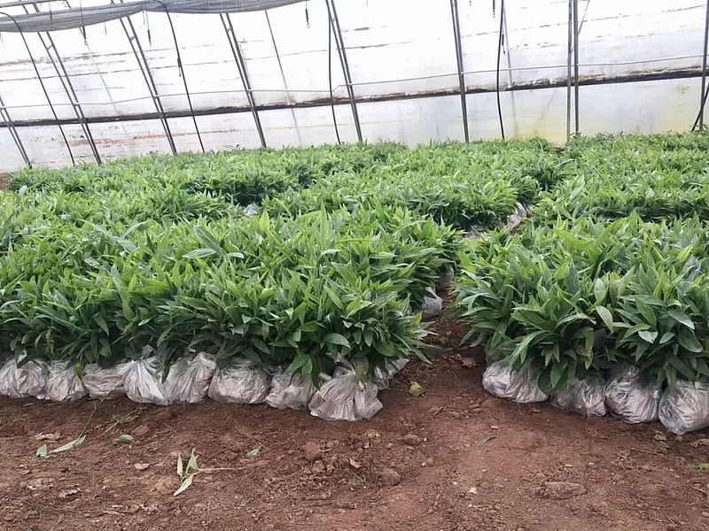 科技赋能育新苗 陕西秦蕴慧耕激活中药材产业新质生产力