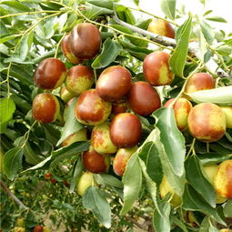 如何购买陕西泰安优质大红枣嫁接枣树苗