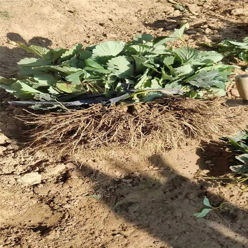 沈阳市高产草莓苗推荐及陕西种苗选购指南