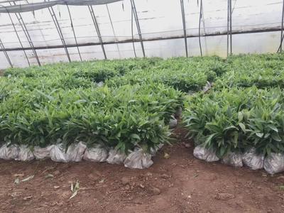 科技赋能育新苗 陕西秦蕴慧耕激活中药材产业新质生产力