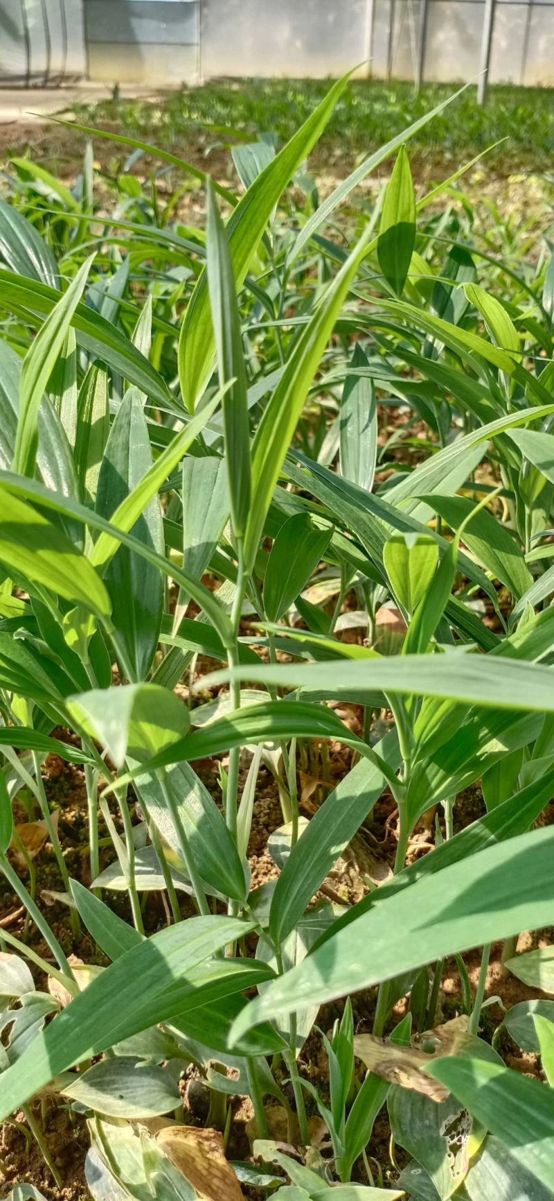 陕西秦岭黄精种苗 天然药库的绿色瑰宝与产业基石